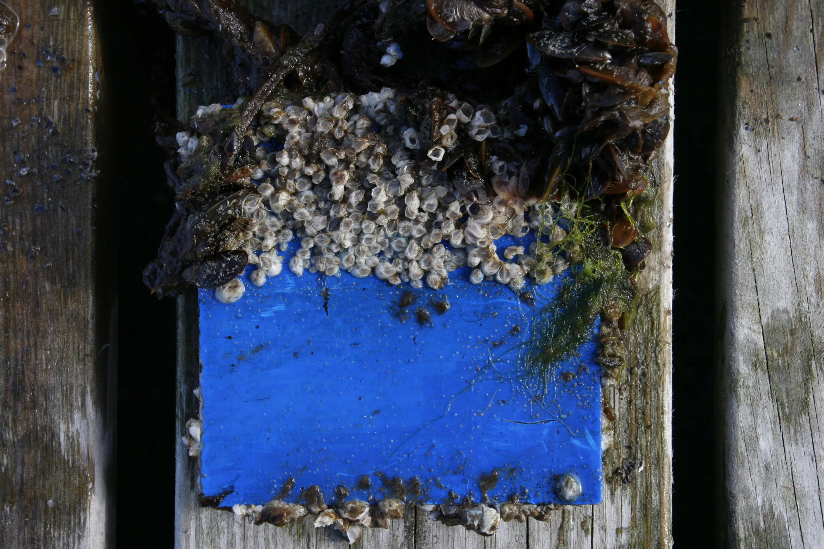 A sample piece of hull material painted with (bottom) and without the ivermectin-laced paint