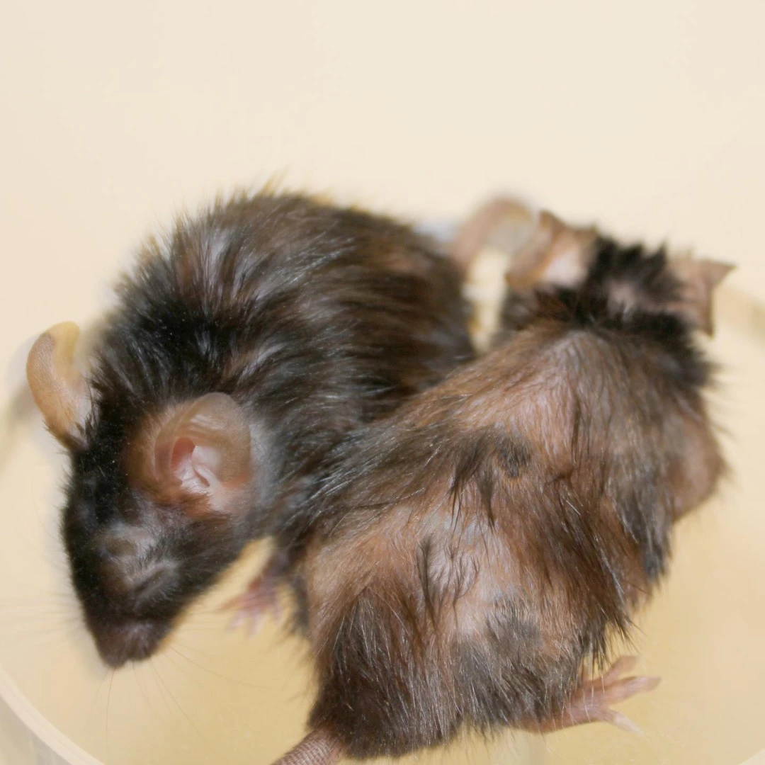 These two genetically engineered fast-aging mice show the effectiveness of the peptide at manifesting hair regrowth with the mouse on the left receiving the treatment and the mouse on the right going untreated