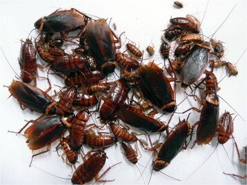 The all-female cockroach colony that spawned from the 15 females that Japanese researchers placed together in a container