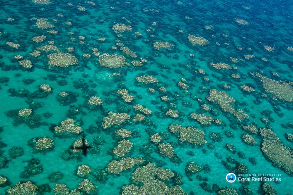 Photographs of the Great Barrier Reef coral bleaching stretching from Townsville to Cairns