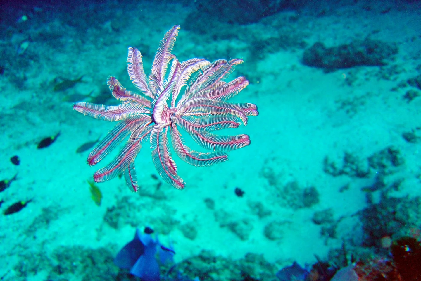 Subaquatic robot leverages biomimetics for natural movement