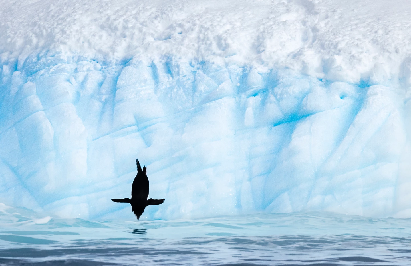 Chinstrap Penguin, by Karen Blackwood (Amateur Winner)