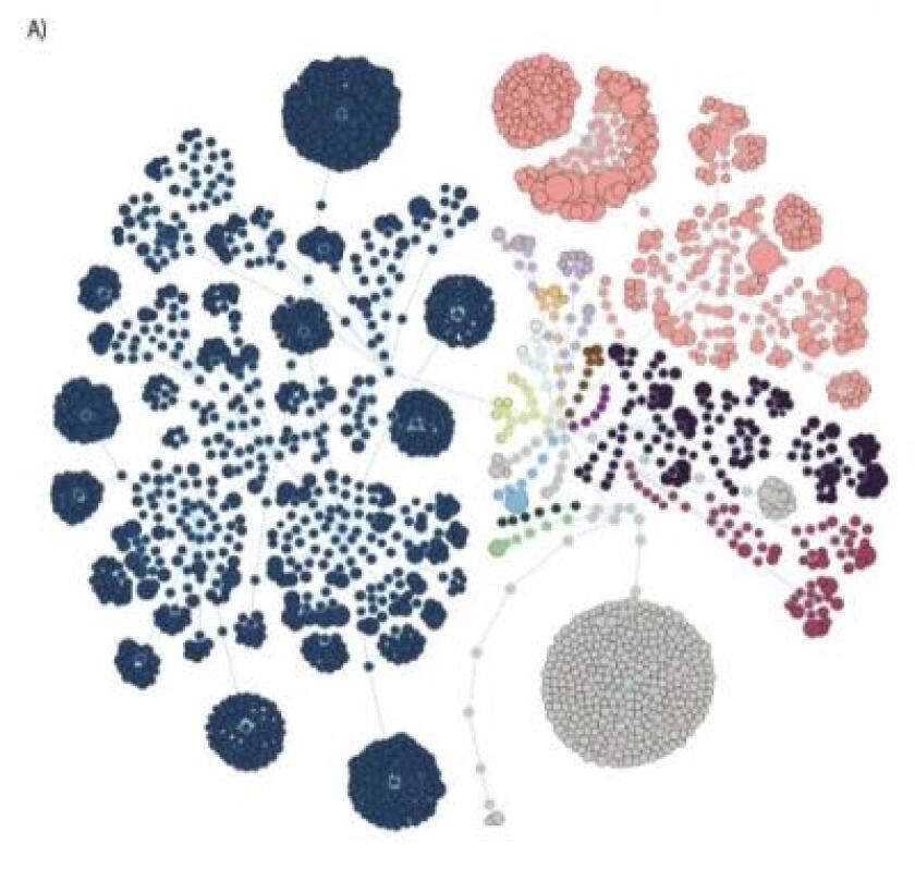 Each circle represents a bacterial species, while the different colours mark different bacterial phyla