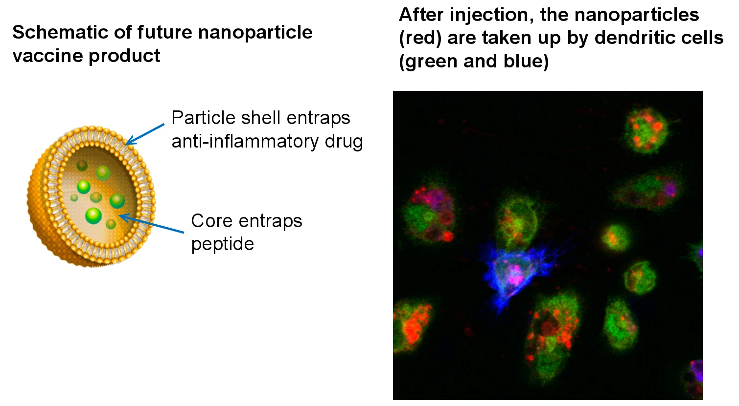 Thomas says the study's results are promising enough to continue development of more practical versions of the therapy, such as using nanoparticles as a delivery mechanism