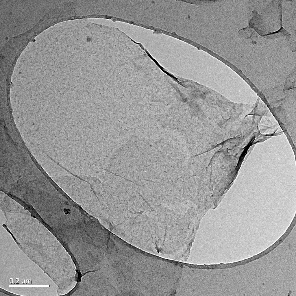 A graphene layer observed in a transmission electron microscope