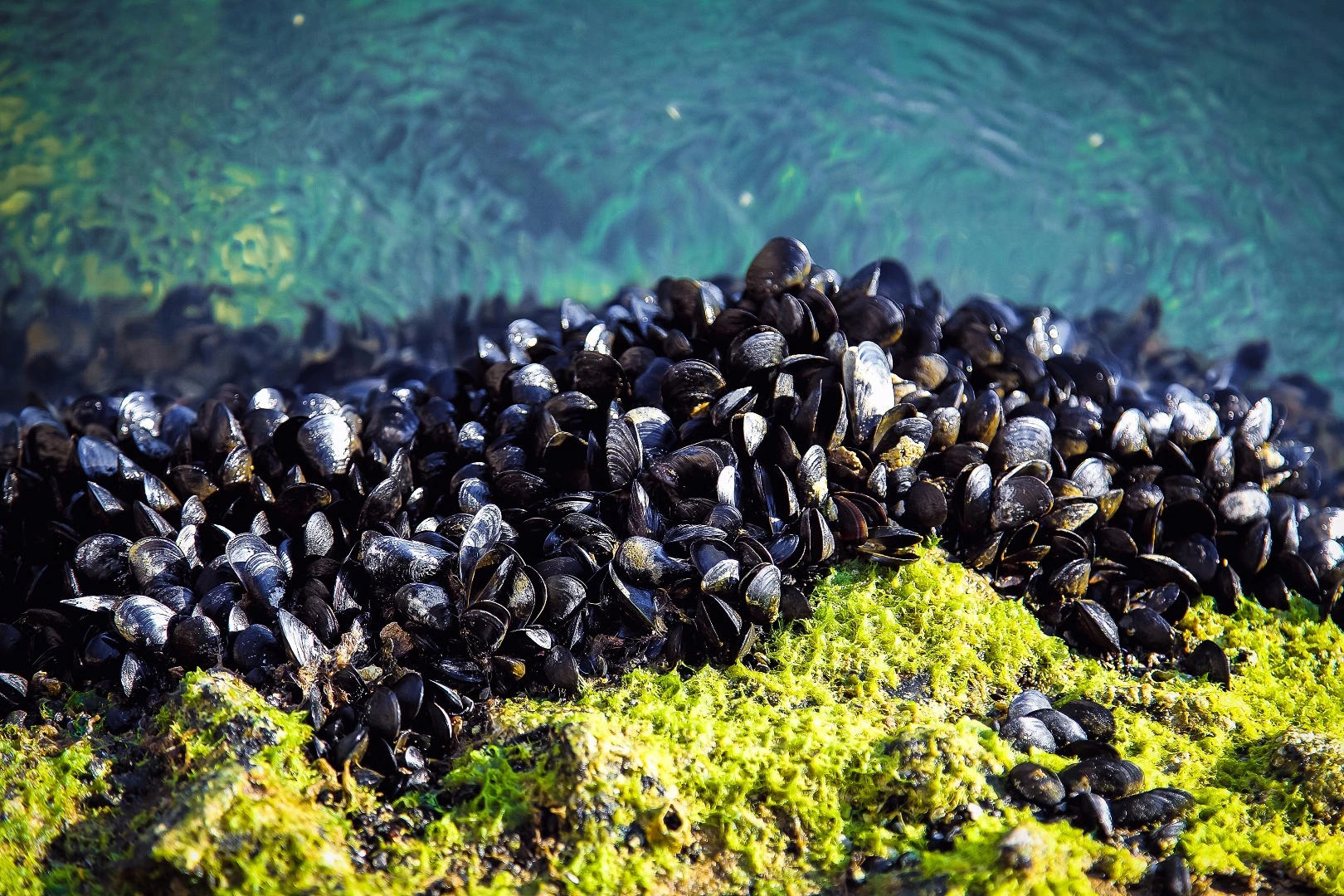 A new type of adhesive inspired by mussels is promised to heal wounds faster and with less inflammation