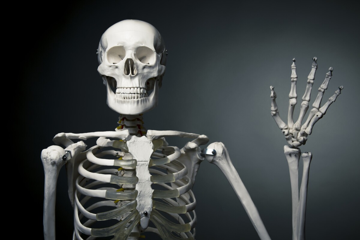 Newly discovered bone cell offers a fresh target for skeletal diseases