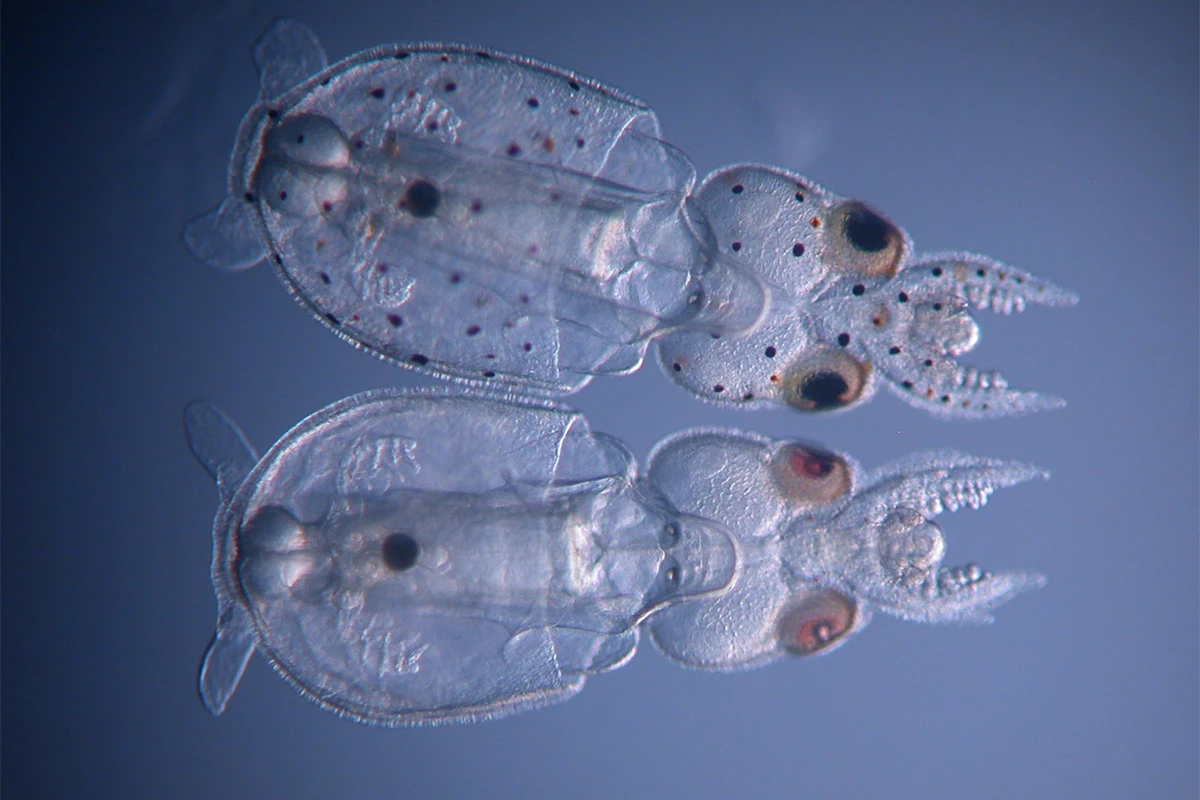 The squid hatching at the bottom of the image was successfully gene-edited to remove its spotted pigmentation