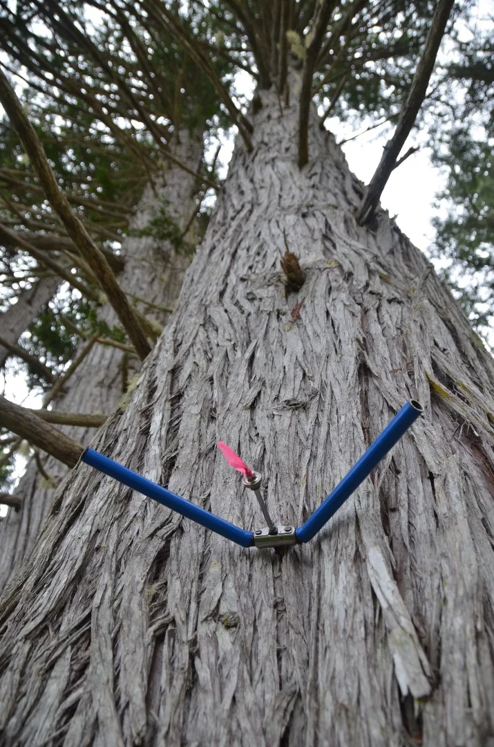 The team took growth ring samples to see how the trees grew through time