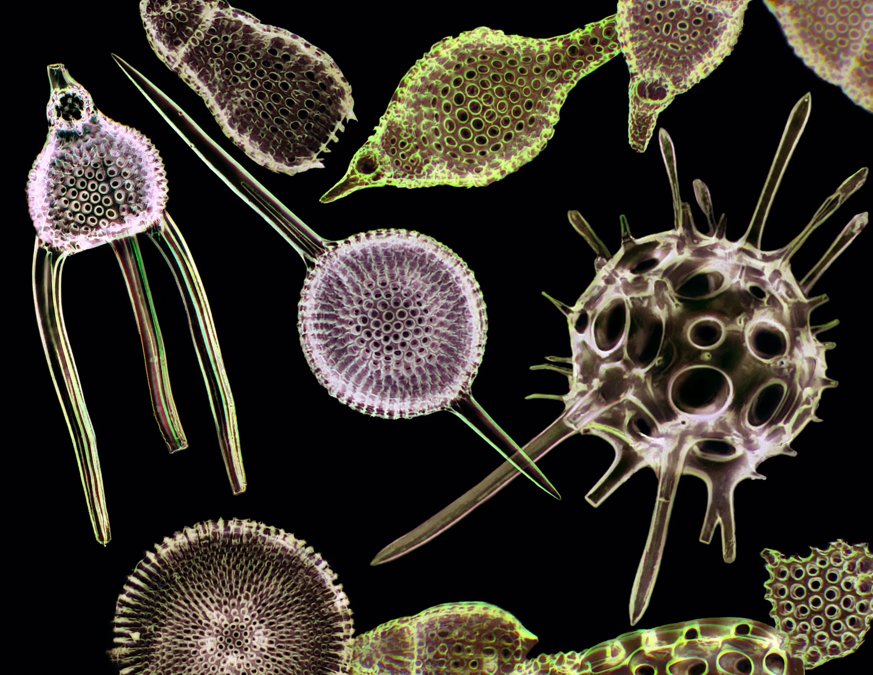 Image of Distinction. Glasslike Polycystina skeletons (planktonic protozoan)