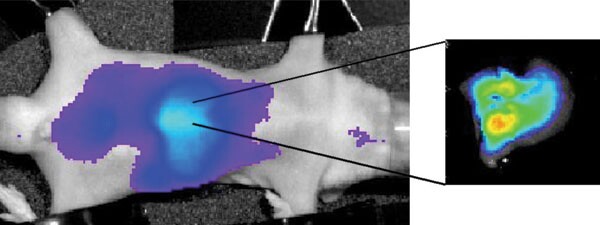 Fluorescence image of the biodistribution of melittin and MIP nanoparticles in a mouse - violet is the lowest level and red is the highest