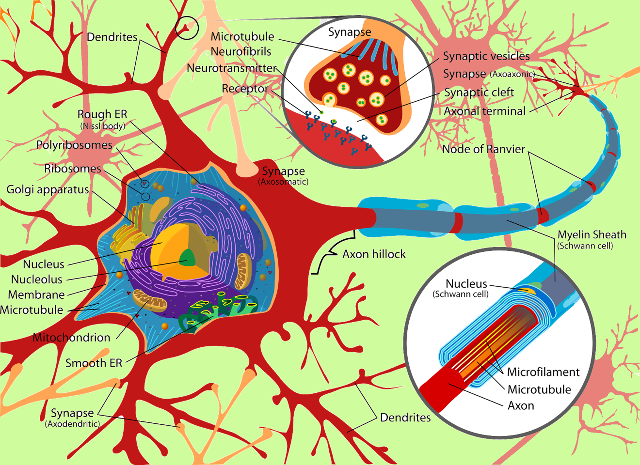 Diagram of the key features of neurons and synapses in the brain (Image: Mariana Ruiz Villarreal)