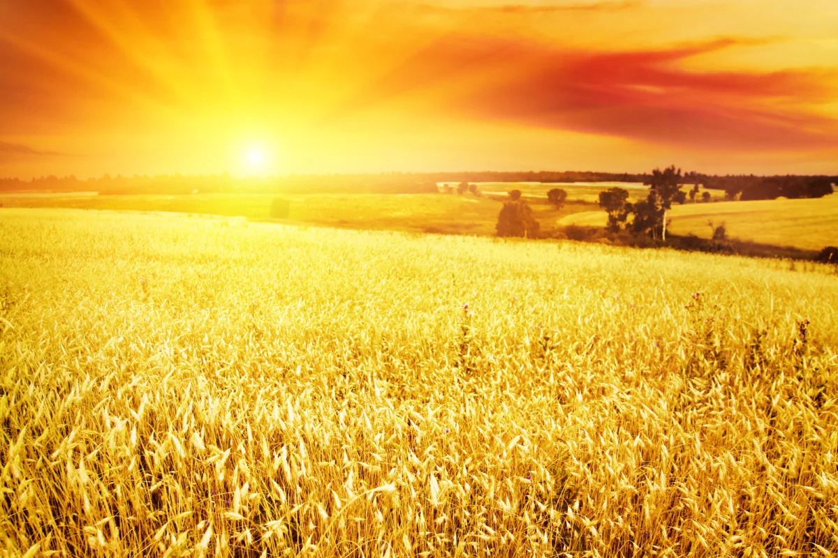 A new study has concluded that sunshade geoengineering is more likely to improve crop yields than threaten them (Photo: Shutterstock)