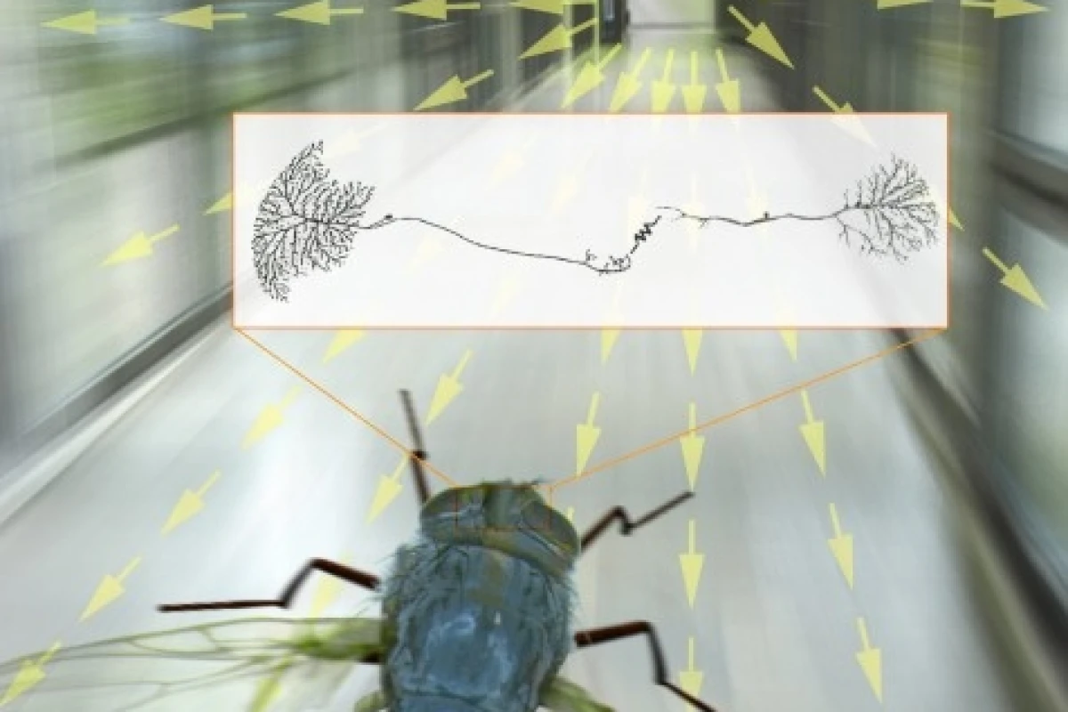 Scientists are using a fly 'flight simulator' to understand how a blowfly can process visual information so quickly(Image: MPI Neurobiology)