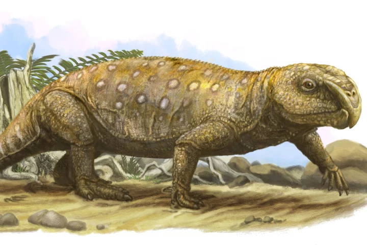 An illustration of a four-legged reptile that looks like an iguana