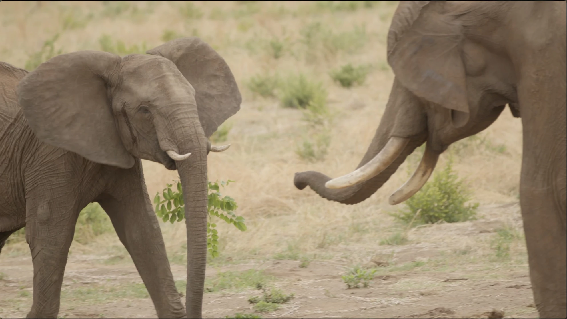 A male and female elephant greet each other