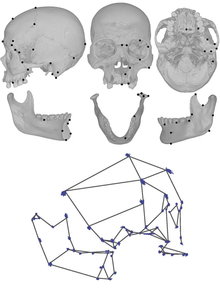 The researchers measured specific points on human skulls, and found differences between the skulls of foragers and those of farmers