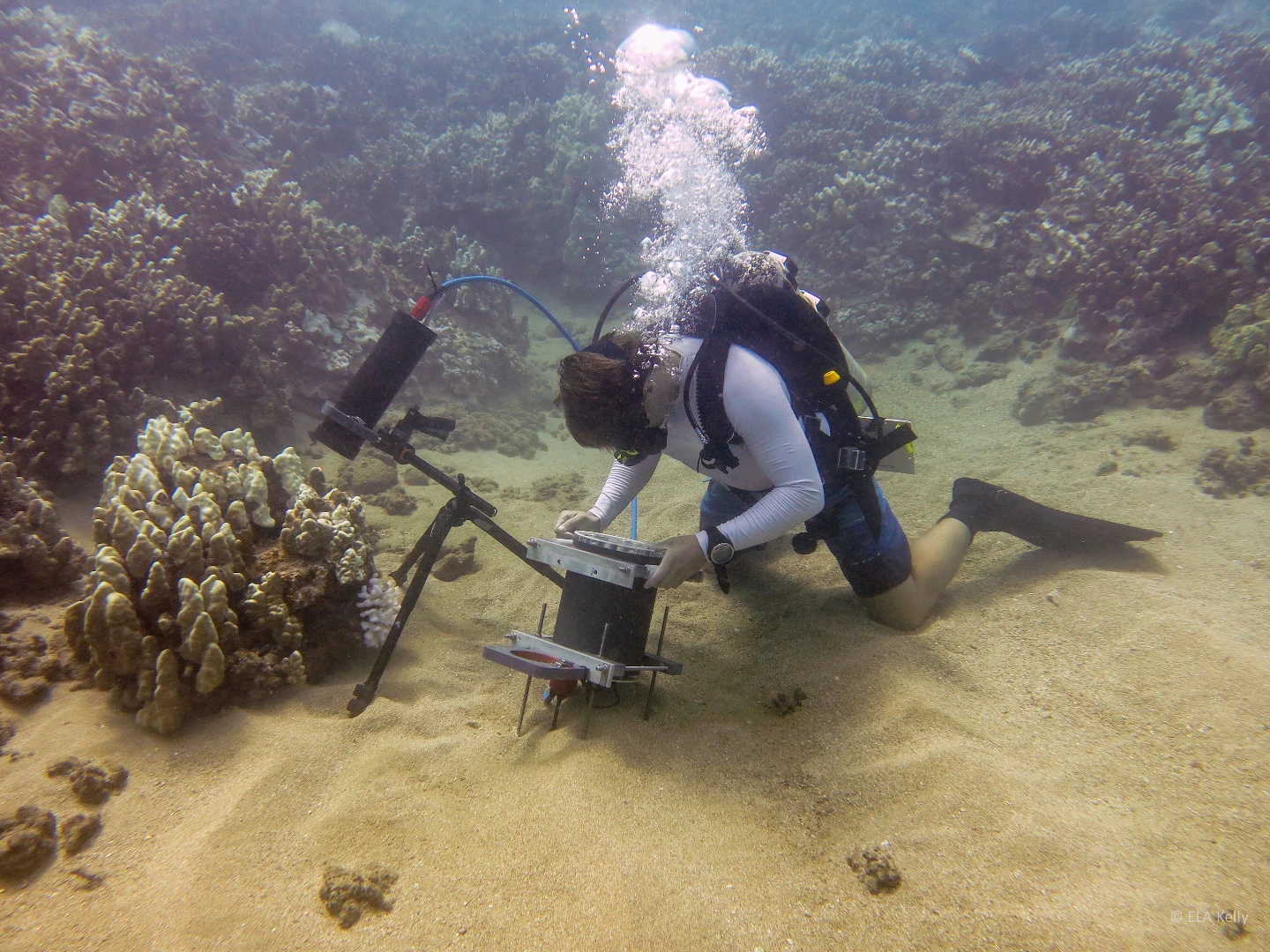 Marine researcher studying coral micro-organisms with the Benthic Underwater Microscope developed by scientists at Scripps Institution of Oceanography, UC San Diego