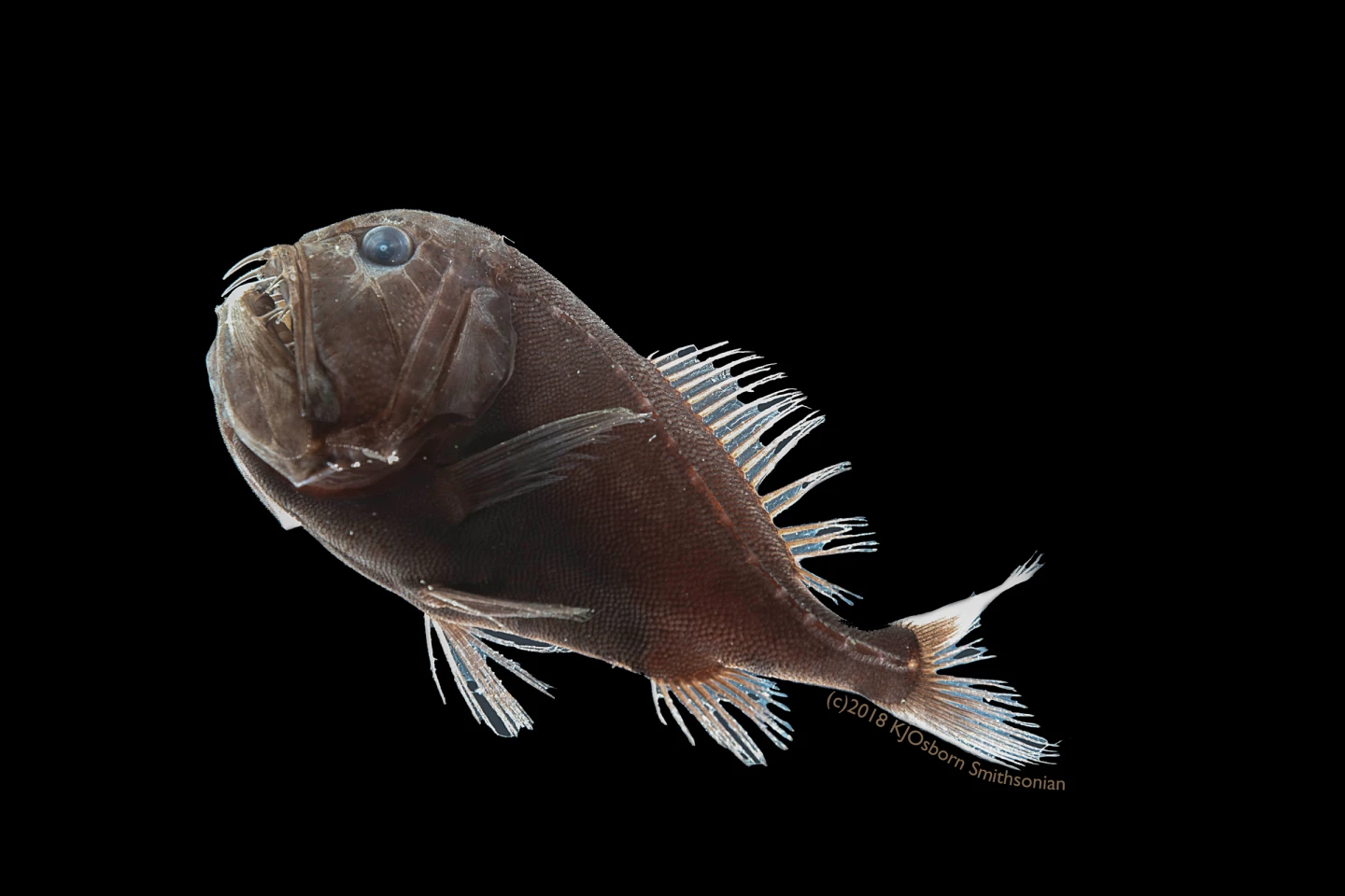 A specimen of Anoplogaster cornuta, one of several fish species found to have ultra-black, light-absorbing skin