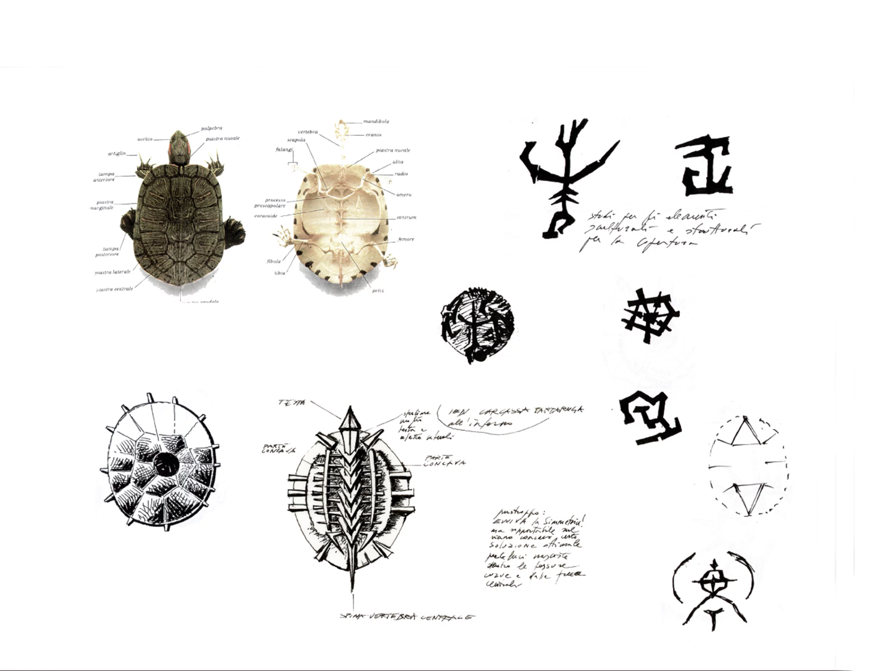 The turtle is a symbol of stability and the slow pace of country life