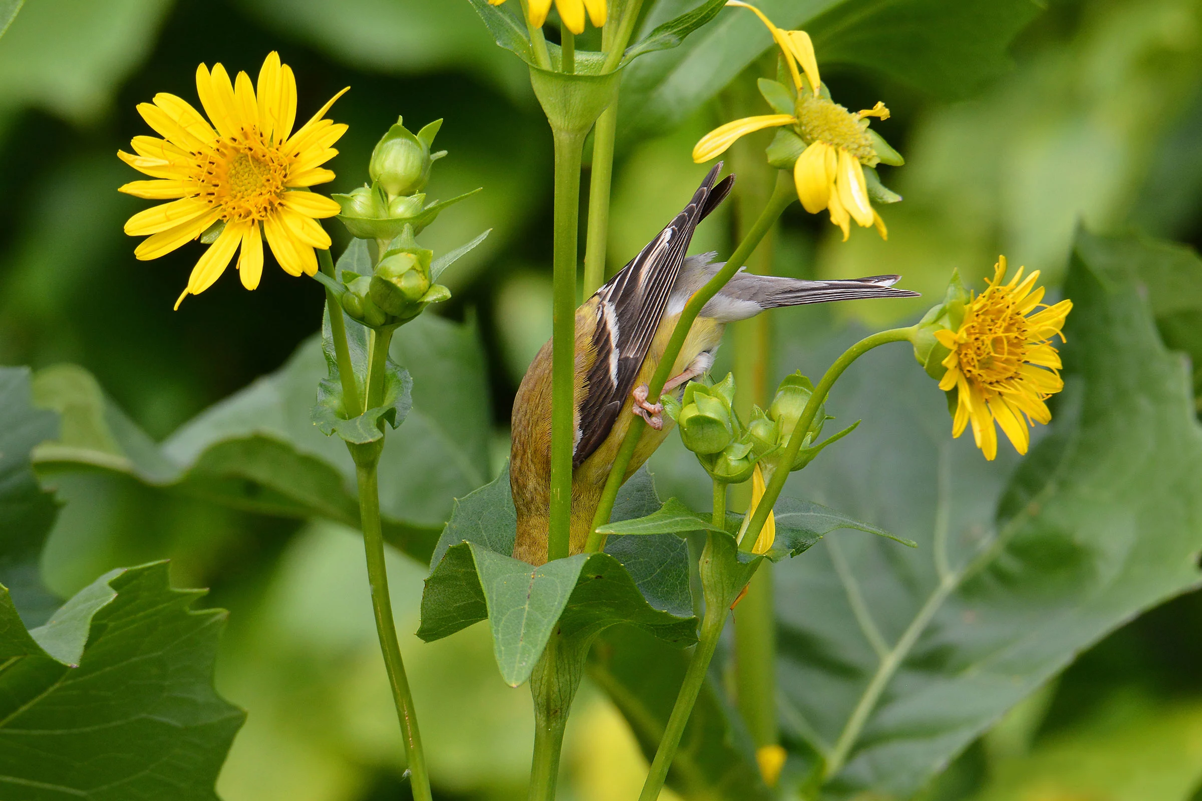 Winner - Plants For Birds. American Goldfinch on a cup plant. Minneapolis, Minnesota, USA