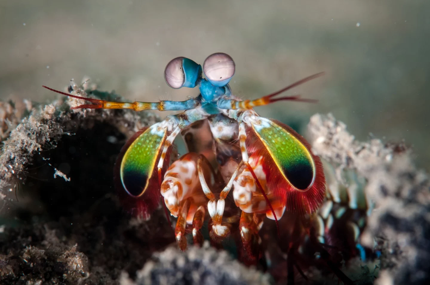 A peacock mantis shrimp photographed in Gorontalo, Indonesia