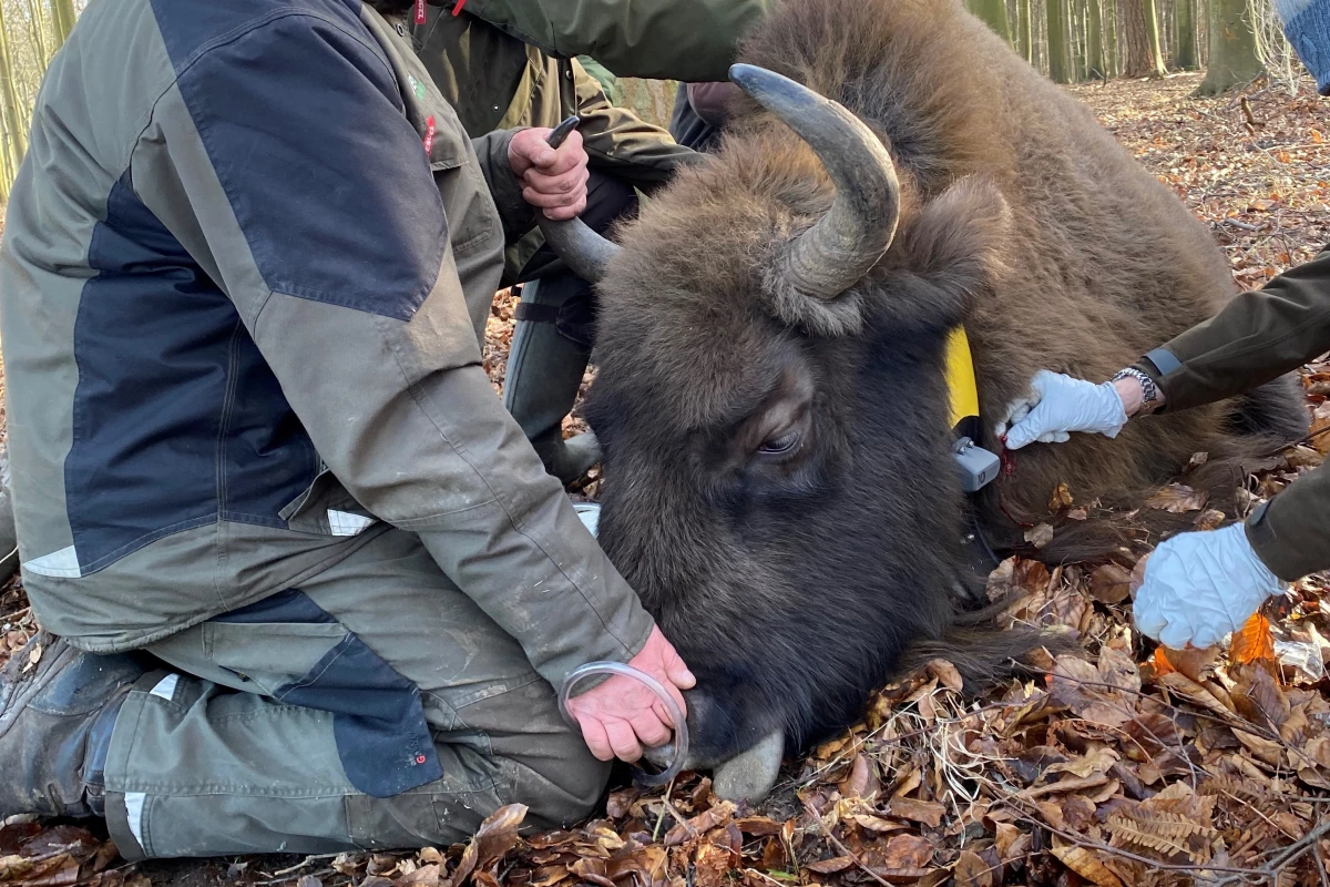 The KineFox tracker (gray device on yellow collar, at right) is attached to a bison