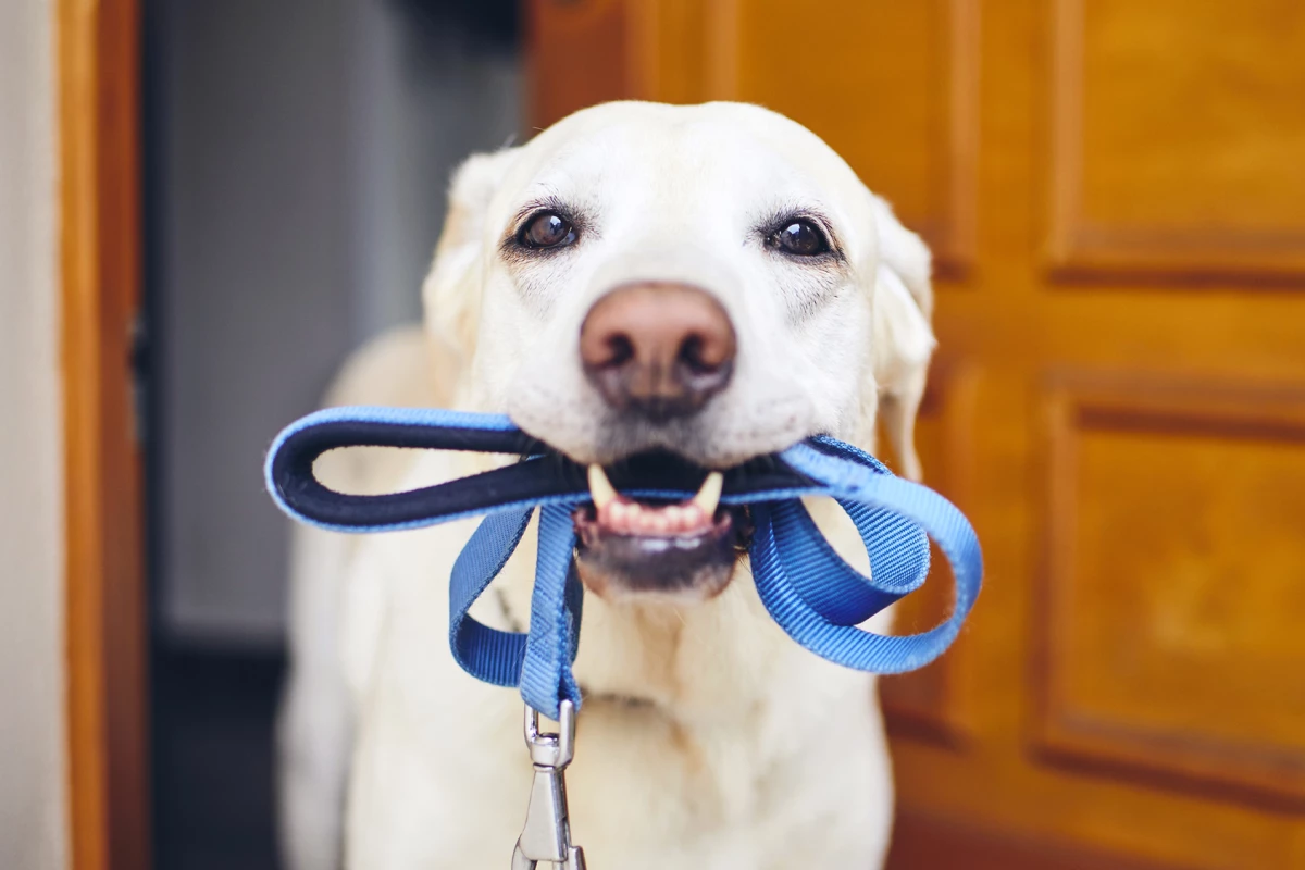 The rise in dog ownership has also seen a rise in dog walking-related injuries