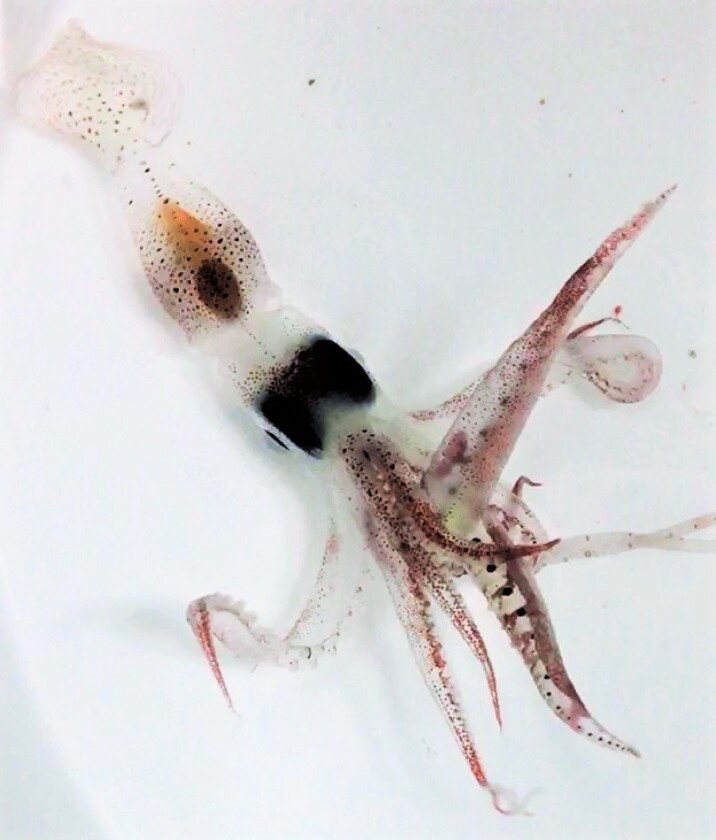 The twice-daily marine migration consists of tiny animals like this baby squid