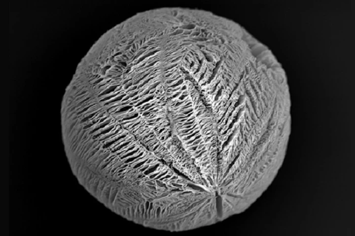 Porous, biodegradable microspheres could support stem cells while they patch up damaged hearts