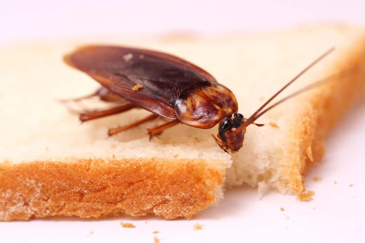 Hang on a second, cockroaches produce milk?