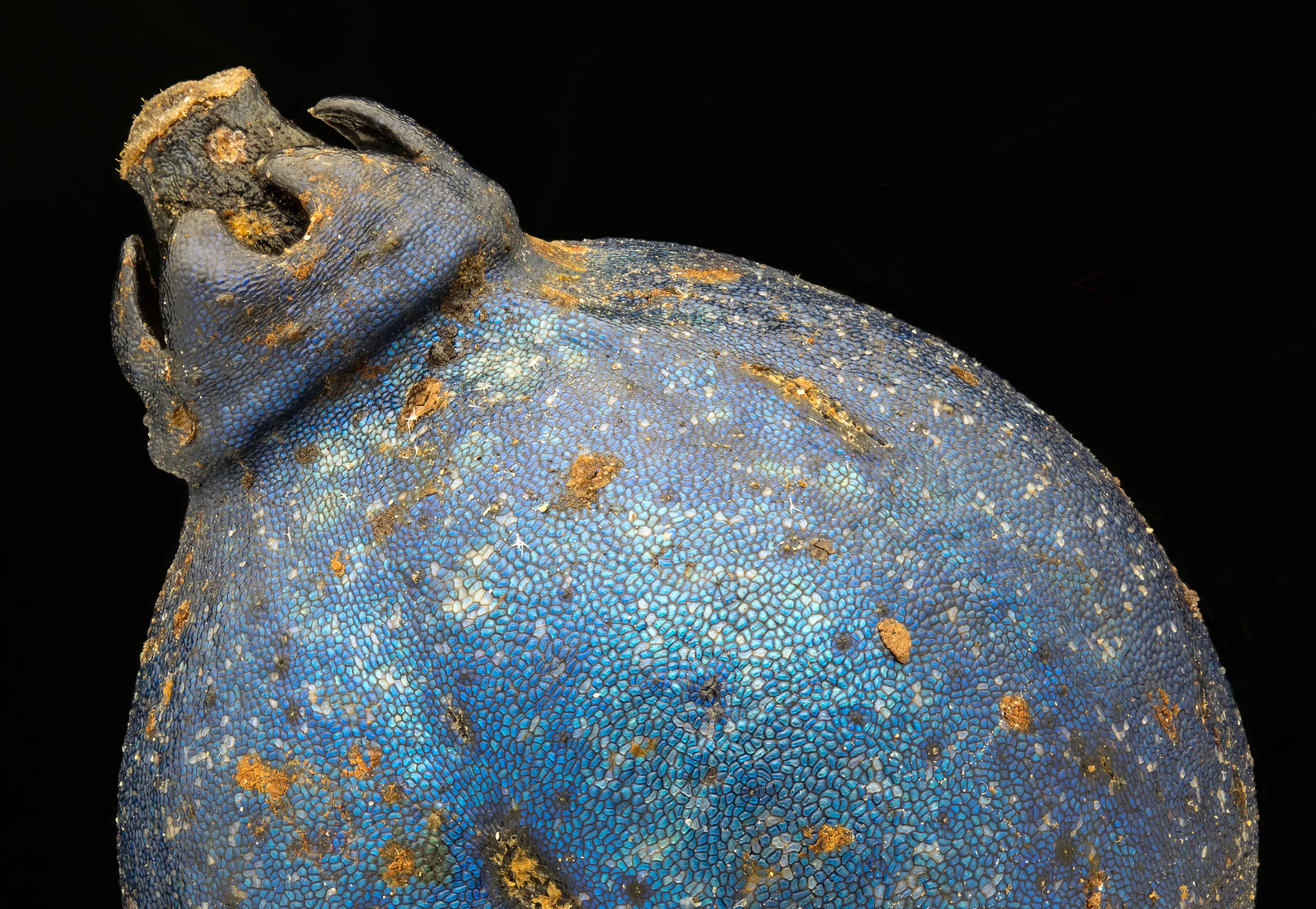 Honorable Mention. Seed of an unknown garden bush