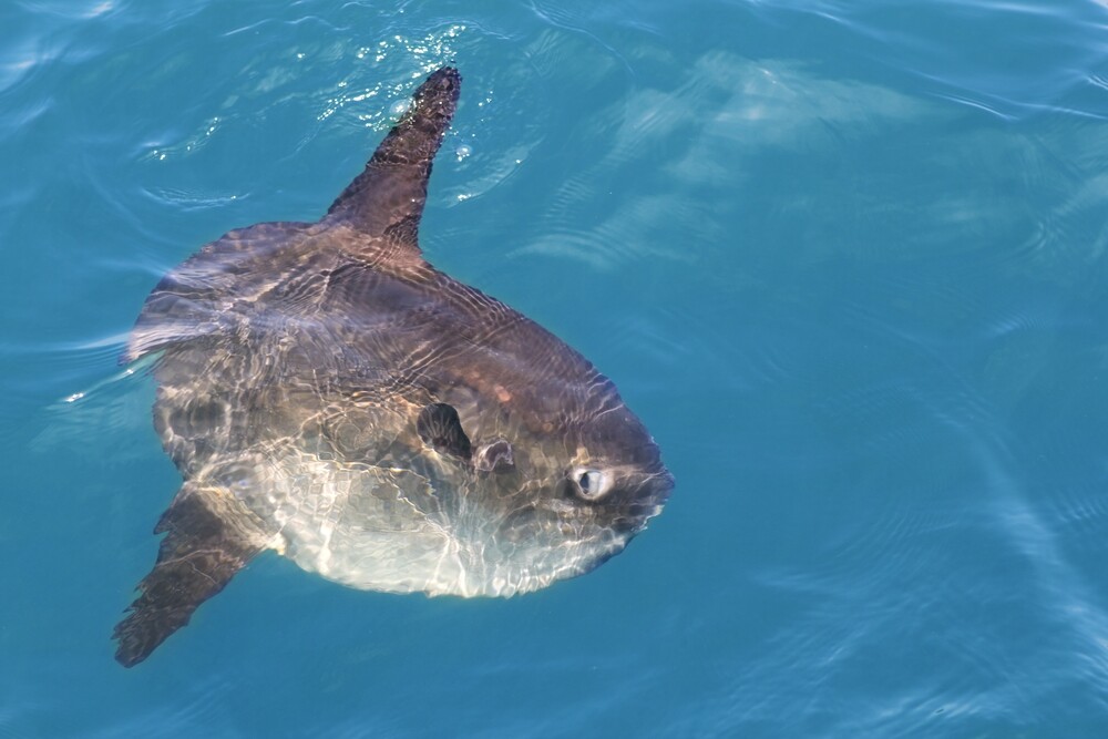A real-life mola, basking in the sun (Photo: Shutterstock)