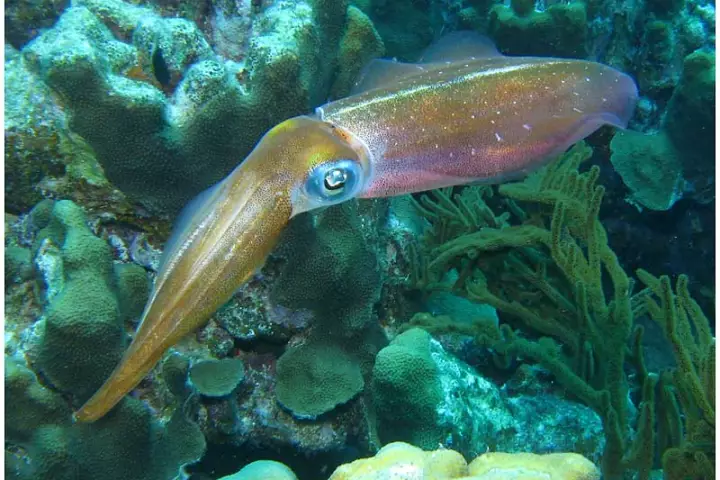 Scientists have created squid-inspired artificial muscles and cells, that could lead to camouflage clothing that is capable of instantly changing color (Photo: Dan Hershman)