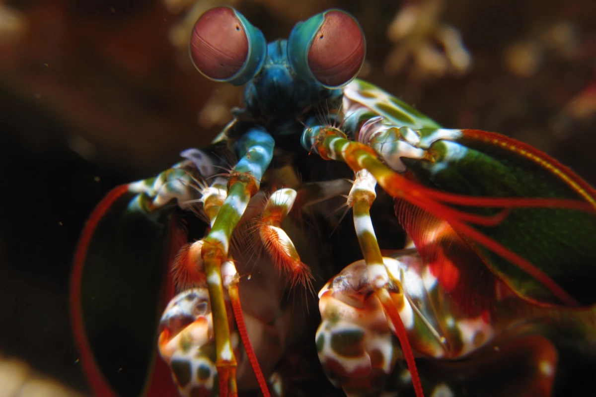Researchers have determined exactly how mantis shrimp are able to control light to communicate