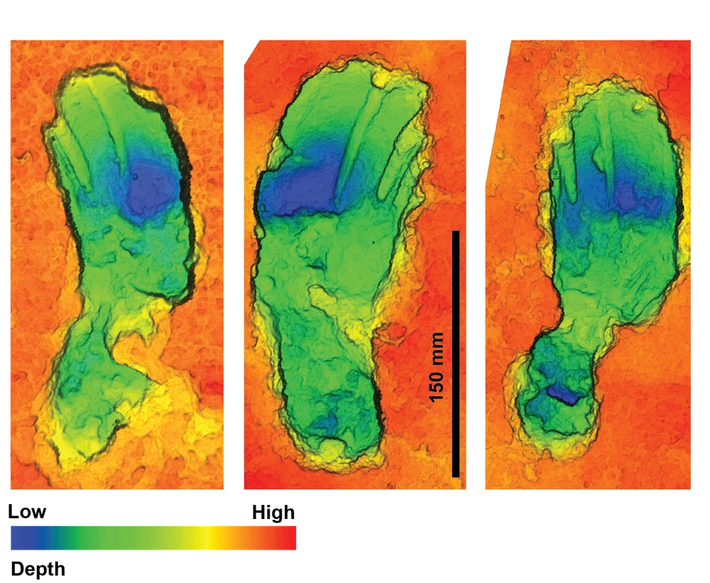 3D scans of some of the footprints, showing a "banana shape" that suggests the adult was carrying the child