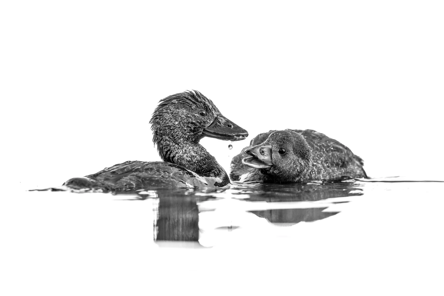Black and White, gold award winner. "Fascinating Droplet" (Australia)