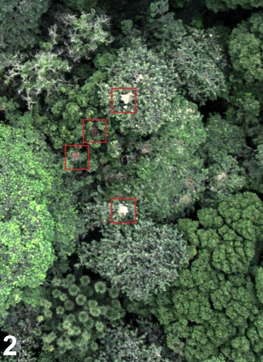 In viewing the images the researchers were able to detect nests, demonstrating a new technique that could save conservationists time and money