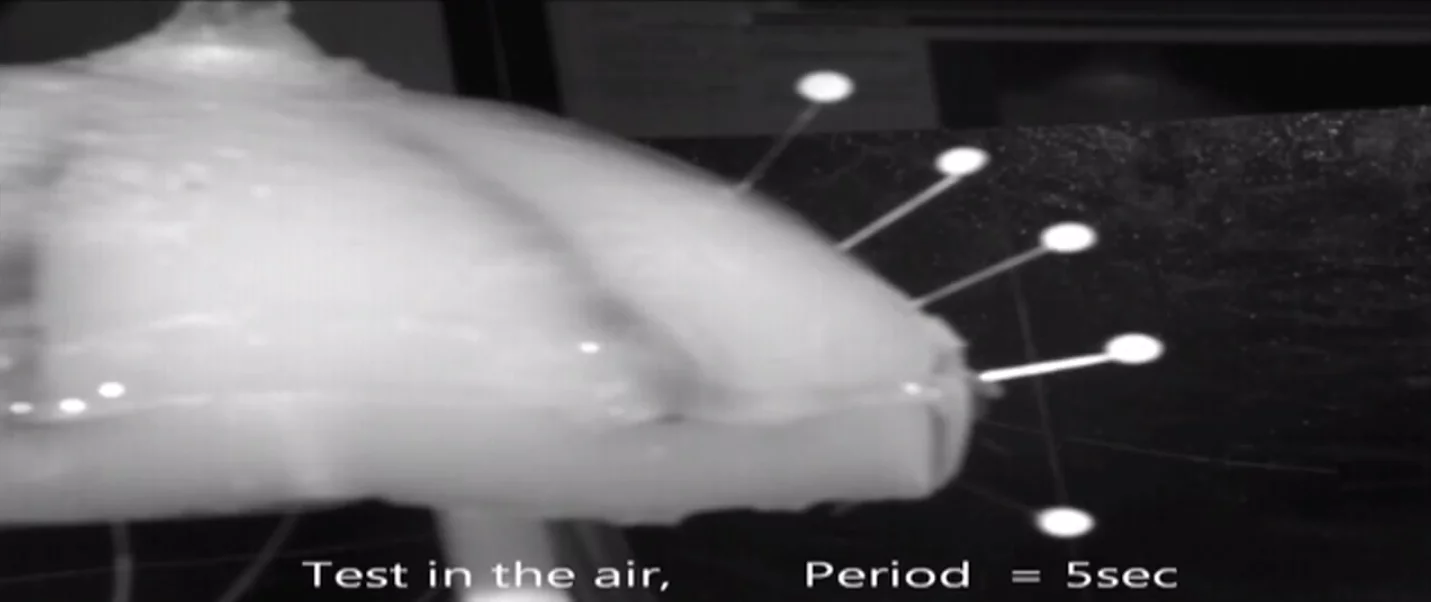 Circular muscles contract the bell (a jellyfish's prominent round quasi-head), expelling water and propelling it forward