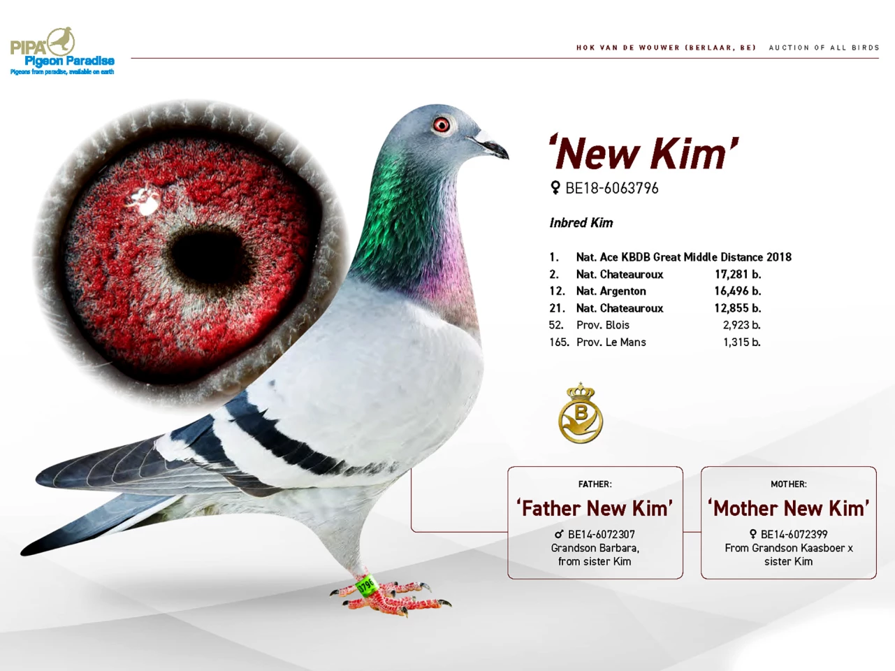 “New Kim” became the most expensive racing pigeon of all-time when it sold for €1,600,000 ($1,895,118) at a Pigeon Paradise auction on November 16, 2020