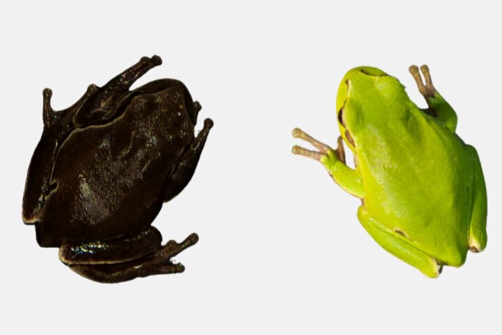 Two specimens of Eastern tree frog at the extremes of coloration. The left one was taken from within the Chernobyl exclusion zone, while the right one was found outside the zone