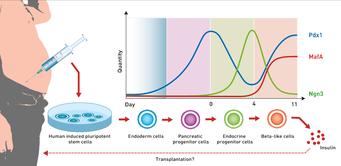 The genetic software works by increasing and decreasing concentrations of three essential growth factors called Ngn3, Pdx1 and MafA