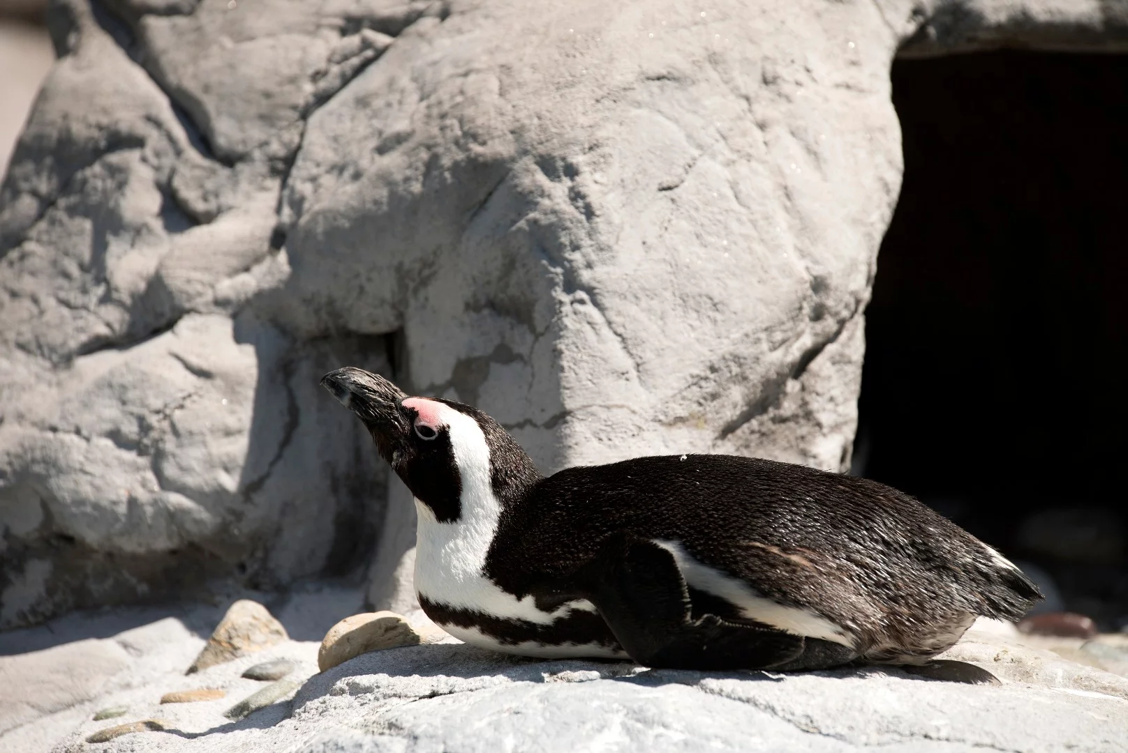 Purps in her habitat at Mystic Aquarium
