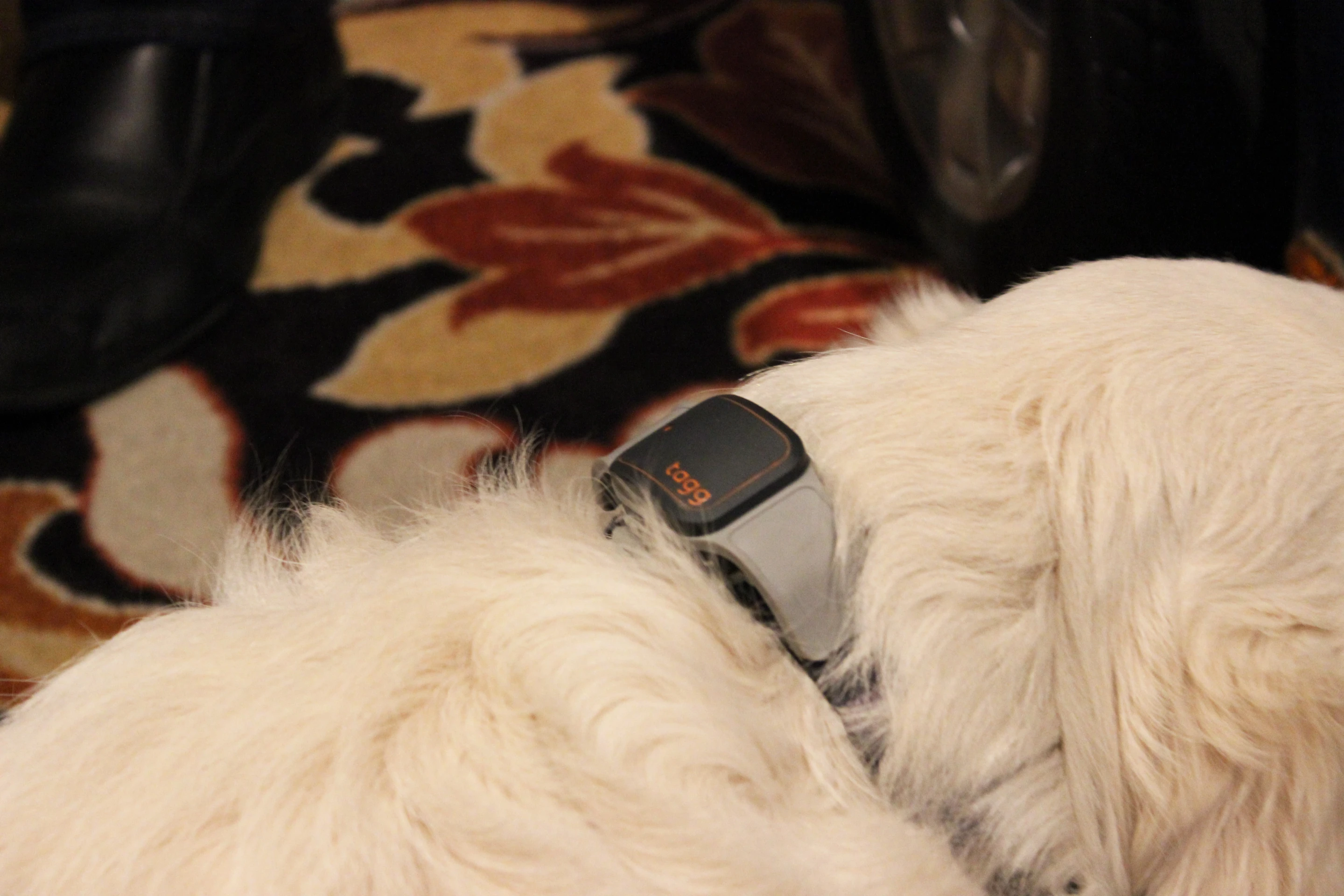 The second generation Tagg GPS Plus will push notifications to an owner's phone if their pet becomes dangerously hot or cold