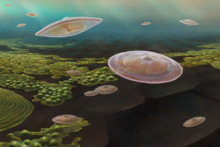 An artist's impression of what some of the Francevillian biota lifeforms might have looked like