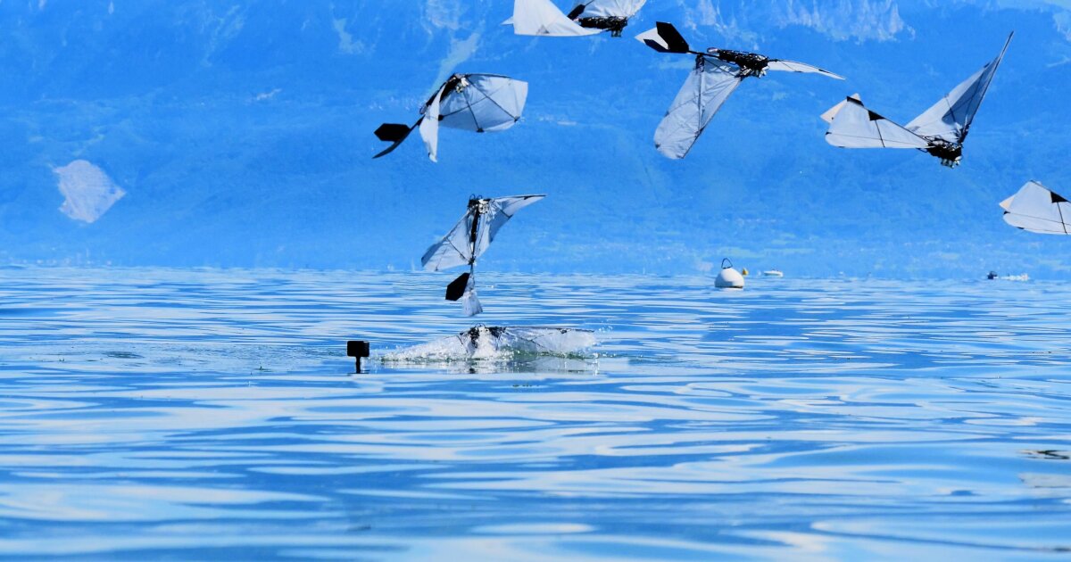 Robotic bird swims, dives, and flies using just its wings Robotic bird swims, dives, and flies using just its wings