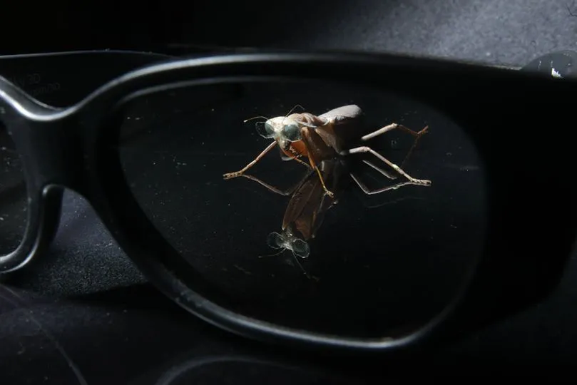One of the mantises, as seen through a pair of human-sized 3D glasses
