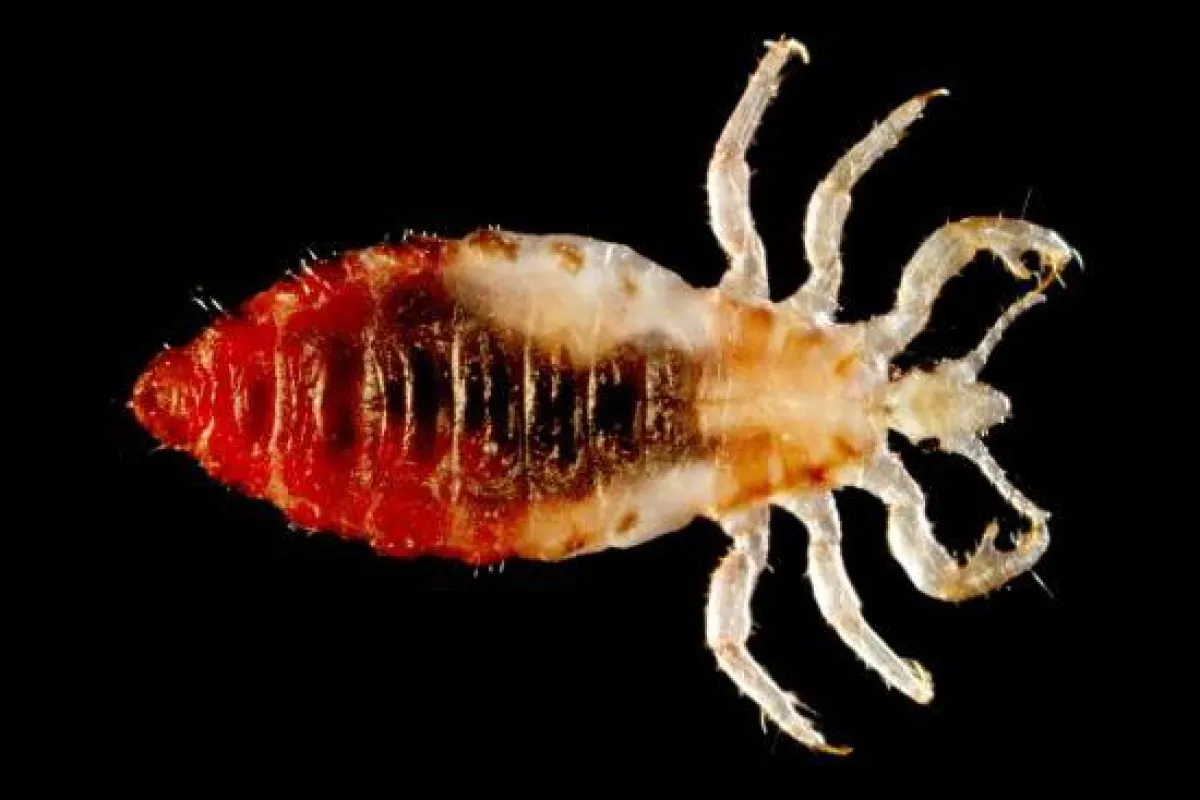 An uncomfortably-large image of a body louse (Photo: Frank Collins, Ph.D)