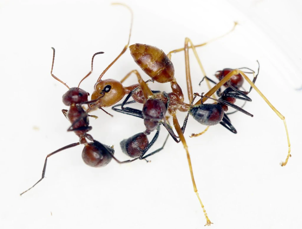 Ants have an incredible capacity to work together for the good of the clan, but a freshly discovered species show just how far they are willing to go