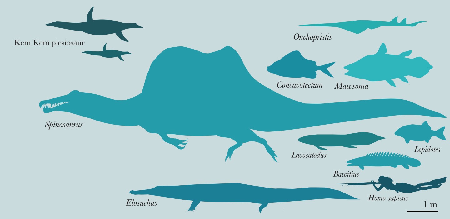 Freshwater fauna from the Kem Kem river system, along with a human for scale